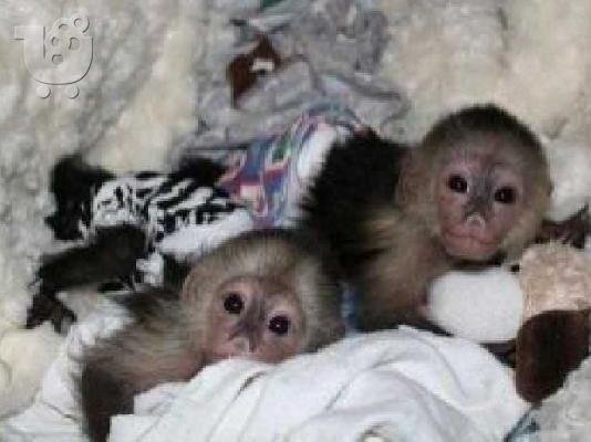 PoulaTo: Πυγμαίοι μαϊμούδες Marmoset για.